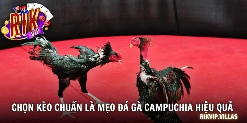 Mẹo Đá Gà Campuchia Hiệu Quả 2025 Mà Mọi Cược Thủ Nên Biết Chọn kèo chuẩn là mẹo đá gà Campuchia hiệu quả