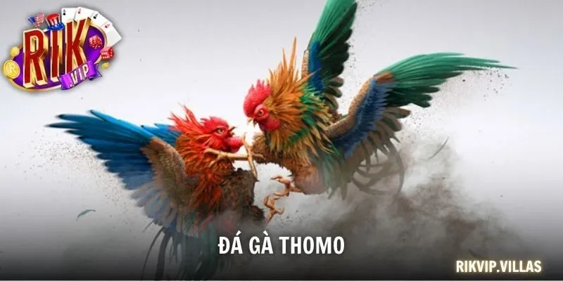 Đá Gà Thomo - Đấu Trường Đỉnh Cao Cho Tín Đồ Đam Mê Chọi Kê Đá gà Thomo