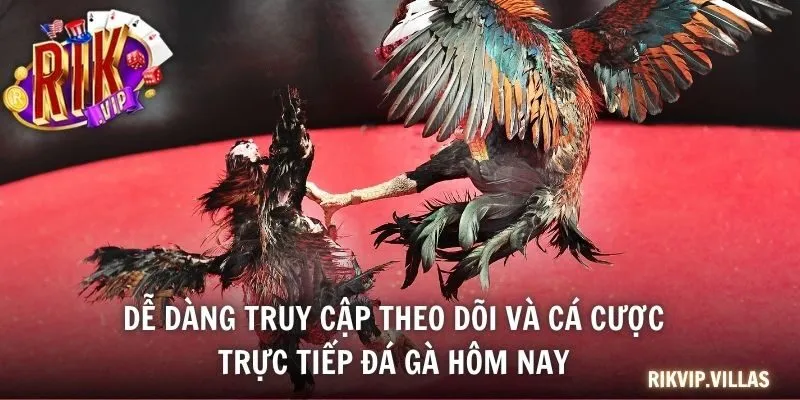Xem Trực Tiếp Đá Gà Hôm Nay Và Cá Cược Cùng Cổng Game RIKVIP Dễ dàng truy cập theo dõi và cá cược trực tiếp đá gà hôm nay