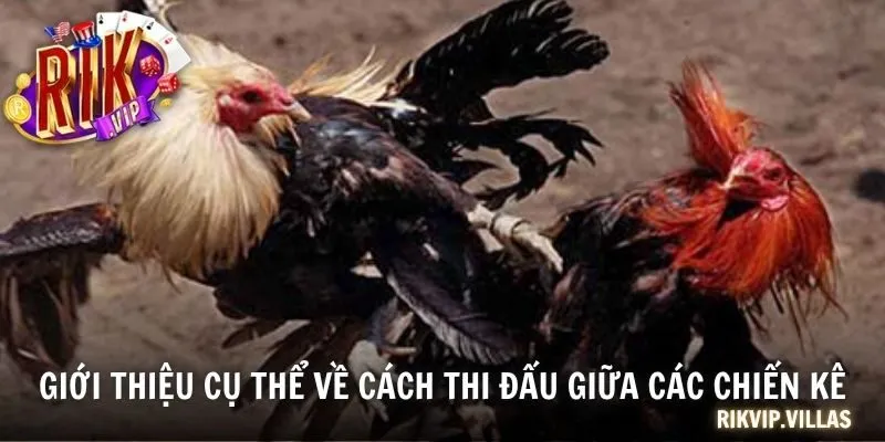 Đá Gà Thomo - Đấu Trường Đỉnh Cao Cho Tín Đồ Đam Mê Chọi Kê Giới thiệu cụ thể về cách thi đấu giữa các chiến kê