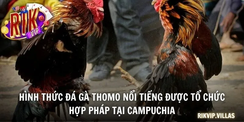 Đá Gà Thomo - Đấu Trường Đỉnh Cao Cho Tín Đồ Đam Mê Chọi Kê Hình thức đá gà Thomo nổi tiếng được tổ chức hợp pháp tại Campuchia