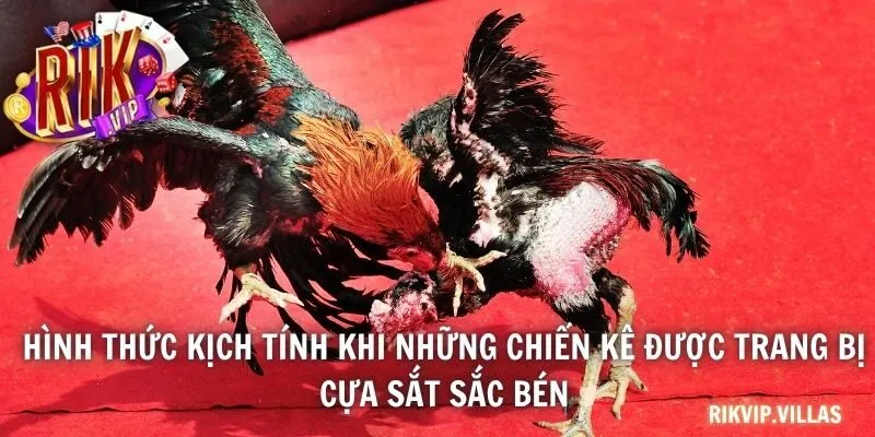 Đá Gà Cựa Sắt - Môn Giải Trí Gay Cấn Đỉnh Cao Tại RIKVIP Hình thức kịch tính khi những chiến kê được trang bị cựa sắt sắc bén