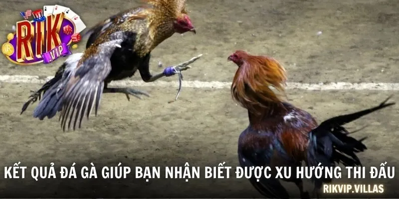 Cập Nhật Kết Quả Đá Gà Nổi Bật Khắp 3 Miền Ngày Hôm Nay Kết quả đá gà giúp bạn nhận biết được xu hướng thi đấu