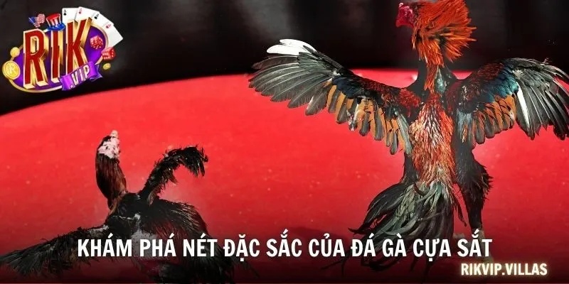 Đá Gà Cựa Sắt - Môn Giải Trí Gay Cấn Đỉnh Cao Tại RIKVIP Khám phá nét đặc sắc của đá gà cựa sắt