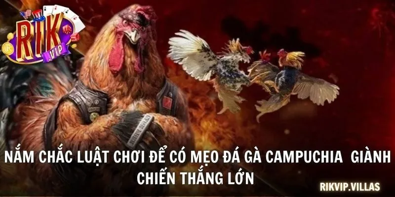 Mẹo Đá Gà Campuchia Hiệu Quả 2025 Mà Mọi Cược Thủ Nên Biết Nắm chắc luật chơi để có mẹo đá gà Campuchia giành chiến thắng lớn