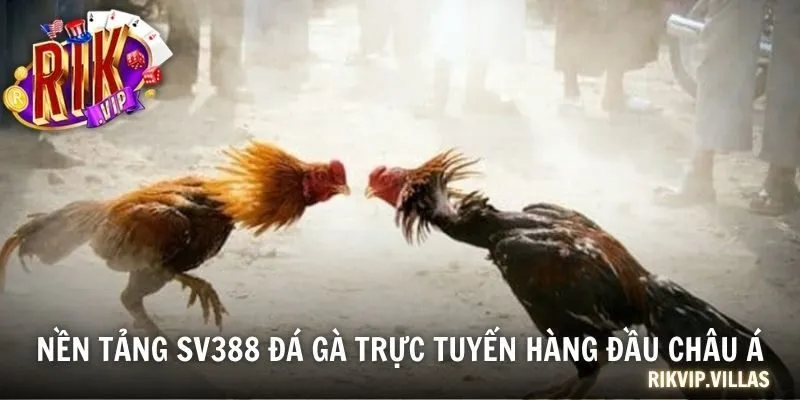 Nền tảng SV388 đá gà trực tuyến hàng đầu châu Á