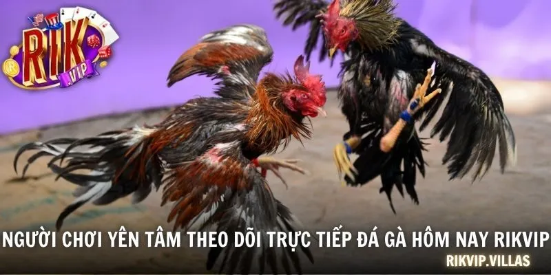 Xem Trực Tiếp Đá Gà Hôm Nay Và Cá Cược Cùng Cổng Game RIKVIP Người chơi yên tâm theo dõi trực tiếp đá gà hôm nay RIKVIP