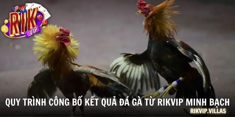Cập Nhật Kết Quả Đá Gà Nổi Bật Khắp 3 Miền Ngày Hôm Nay Quy trình công bố kết quả đá gà từ RIKVIP minh bạch