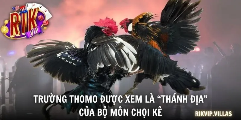 Đá Gà Thomo - Đấu Trường Đỉnh Cao Cho Tín Đồ Đam Mê Chọi Kê Trường Thomo được xem là “thánh địa” của bộ môn chọi kê